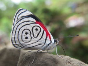 89 butterfly 1